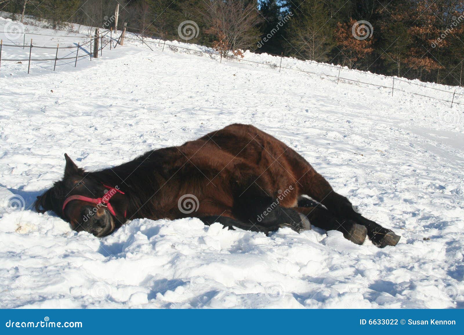 Sleeping Horse Stock Photography Image 6633022