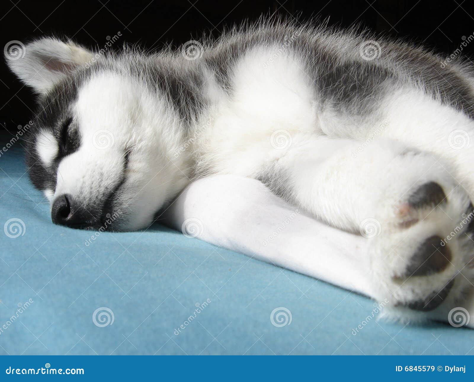 where should my husky puppy sleep