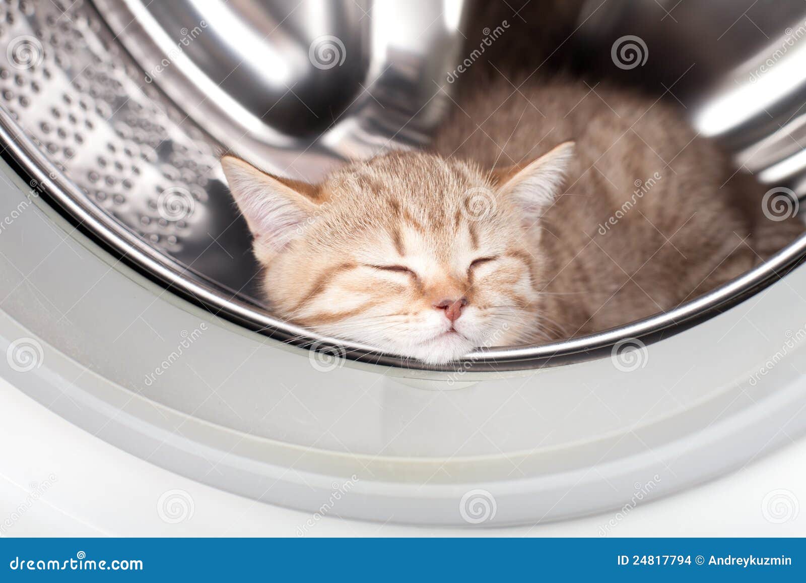Sleeping Kitten Inside Laundry Washer Stock Photo Image of machine