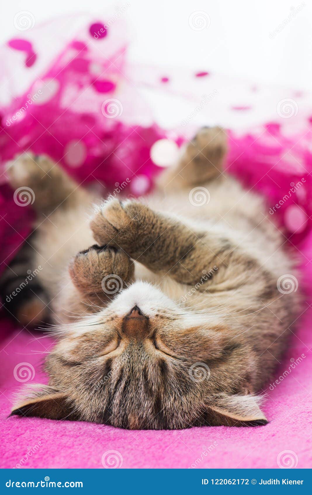 Sleeping Kitten Lying on a Pink Blanket Stock Photo Image of cute, beautiful 122062172