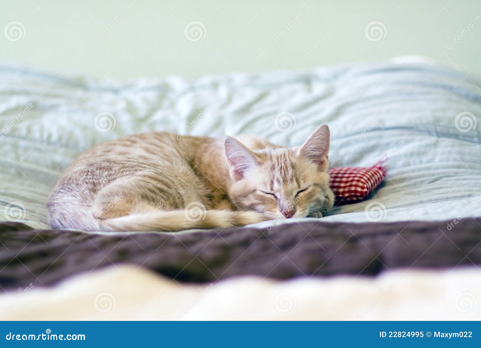 Sleeping Kitty with pillow stock image. Image of adorable 22824995