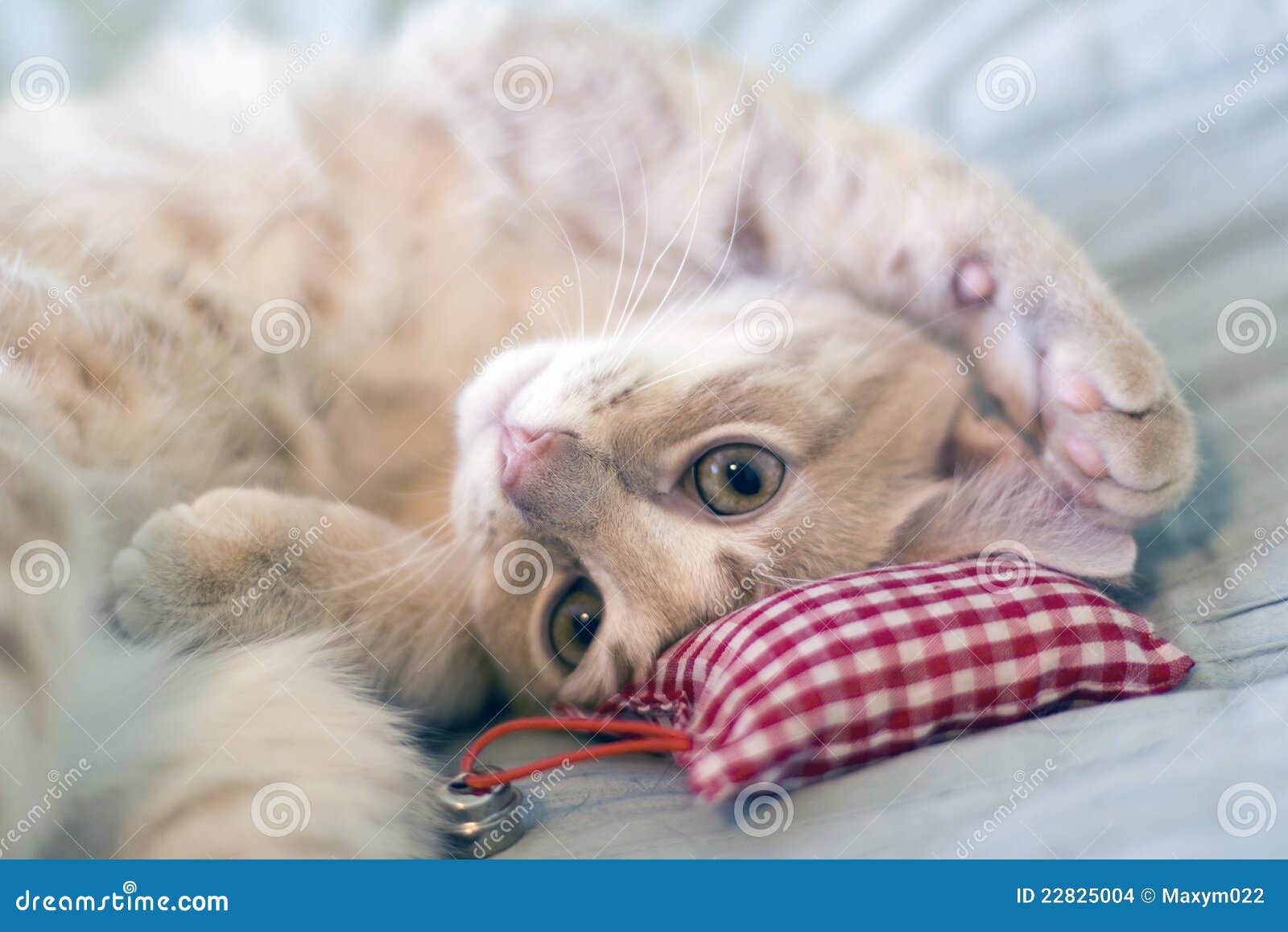 Sleeping Kitty with pillow stock photo. Image of orange 22825004