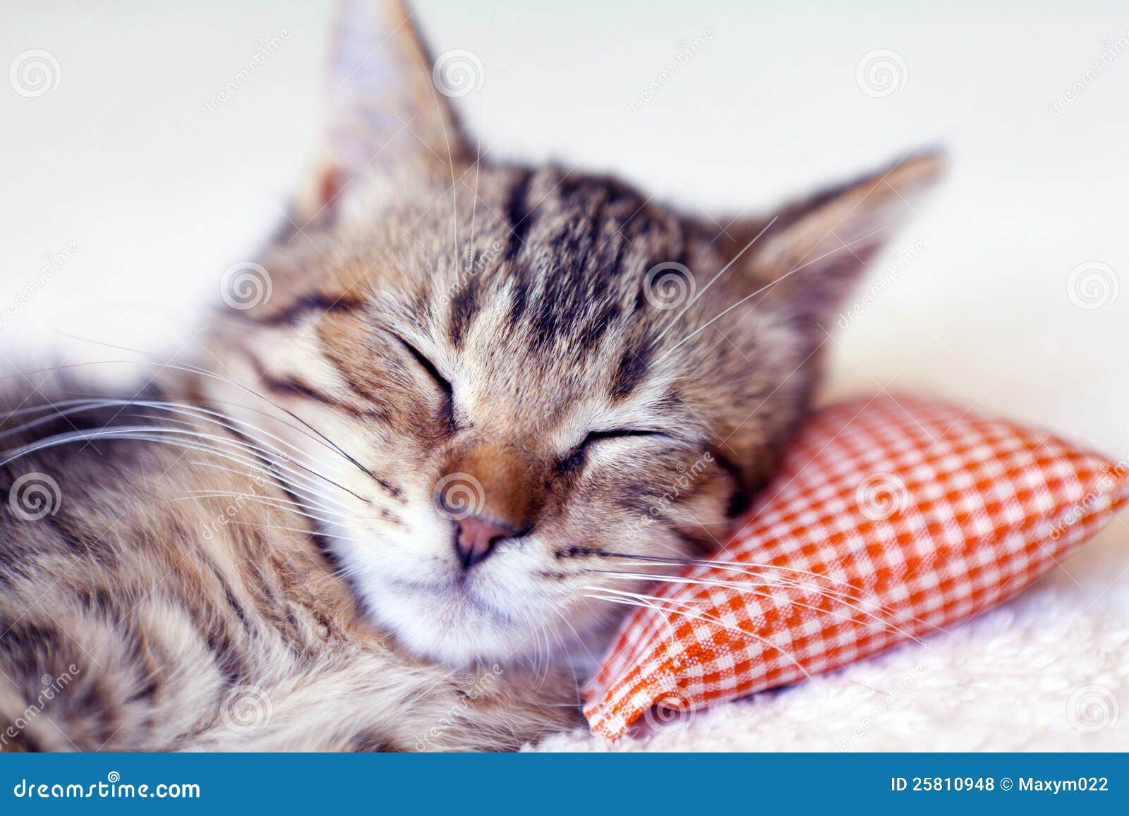 Sleeping Kitty with pillow stock photo. Image of relax 25810948