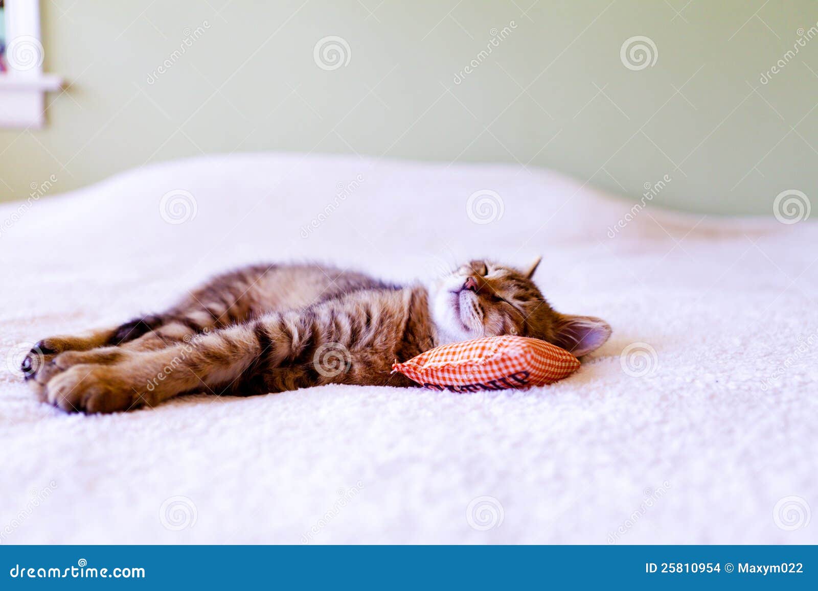 Sleeping Kitty with pillow stock photo. Image of animal 25810954