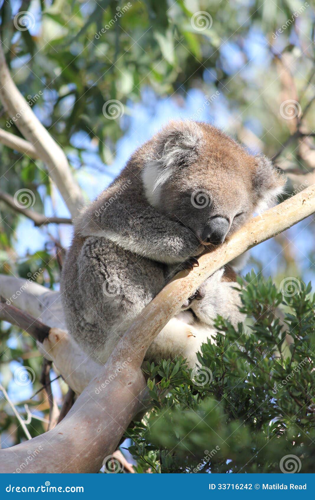 Sleeping Koala Stock Photo Image Of Tree Phascolarctos 33716242