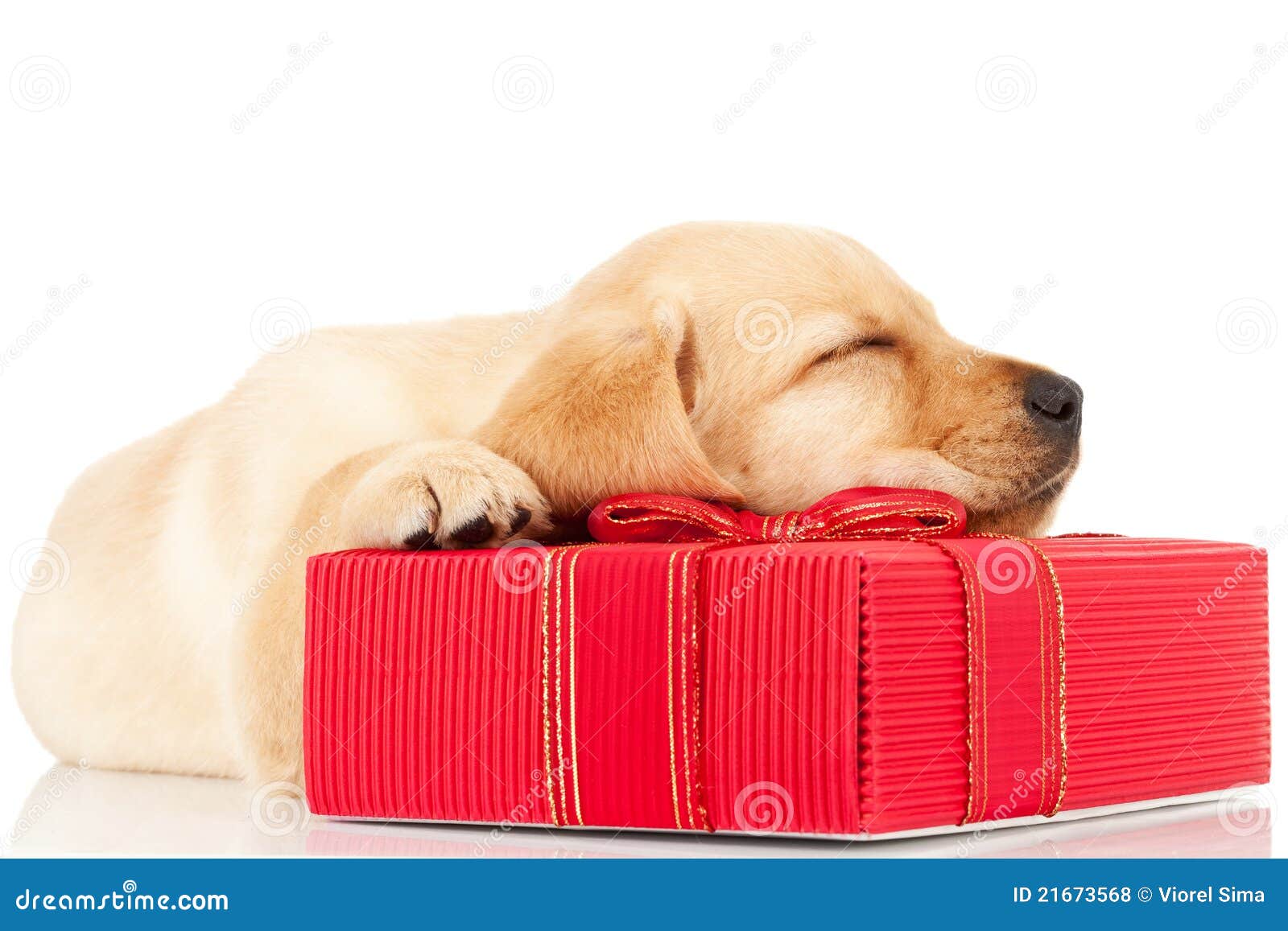 Christmas puppy present Stock Photo by ©Hannamariah 11105970