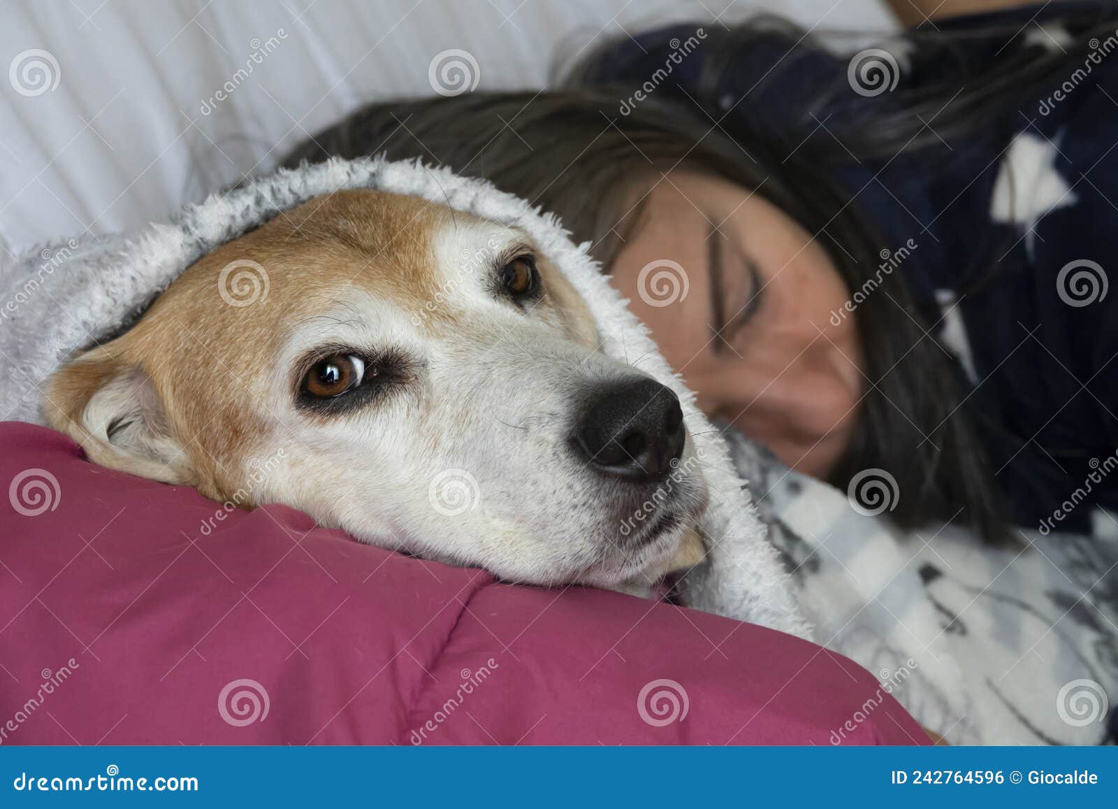 Sleeping Lady Rests Together with Her Dog Under the Covers Stock Photo