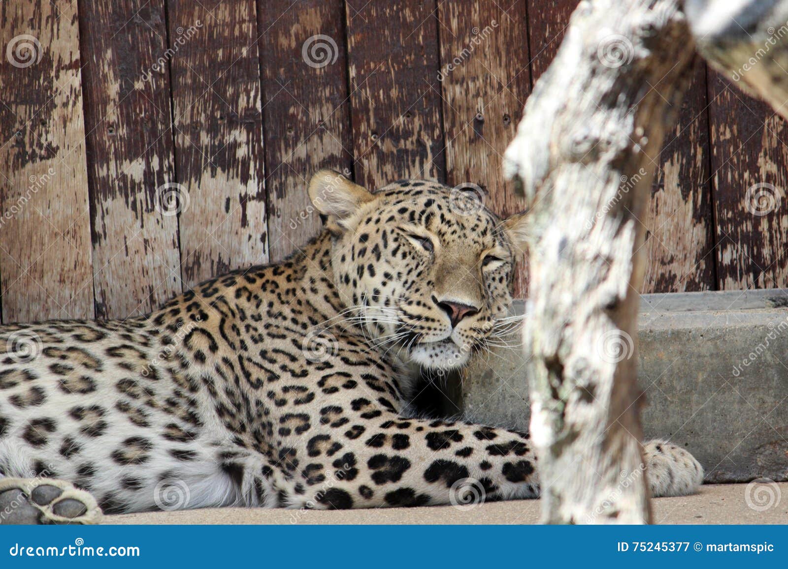 sleeping leopard