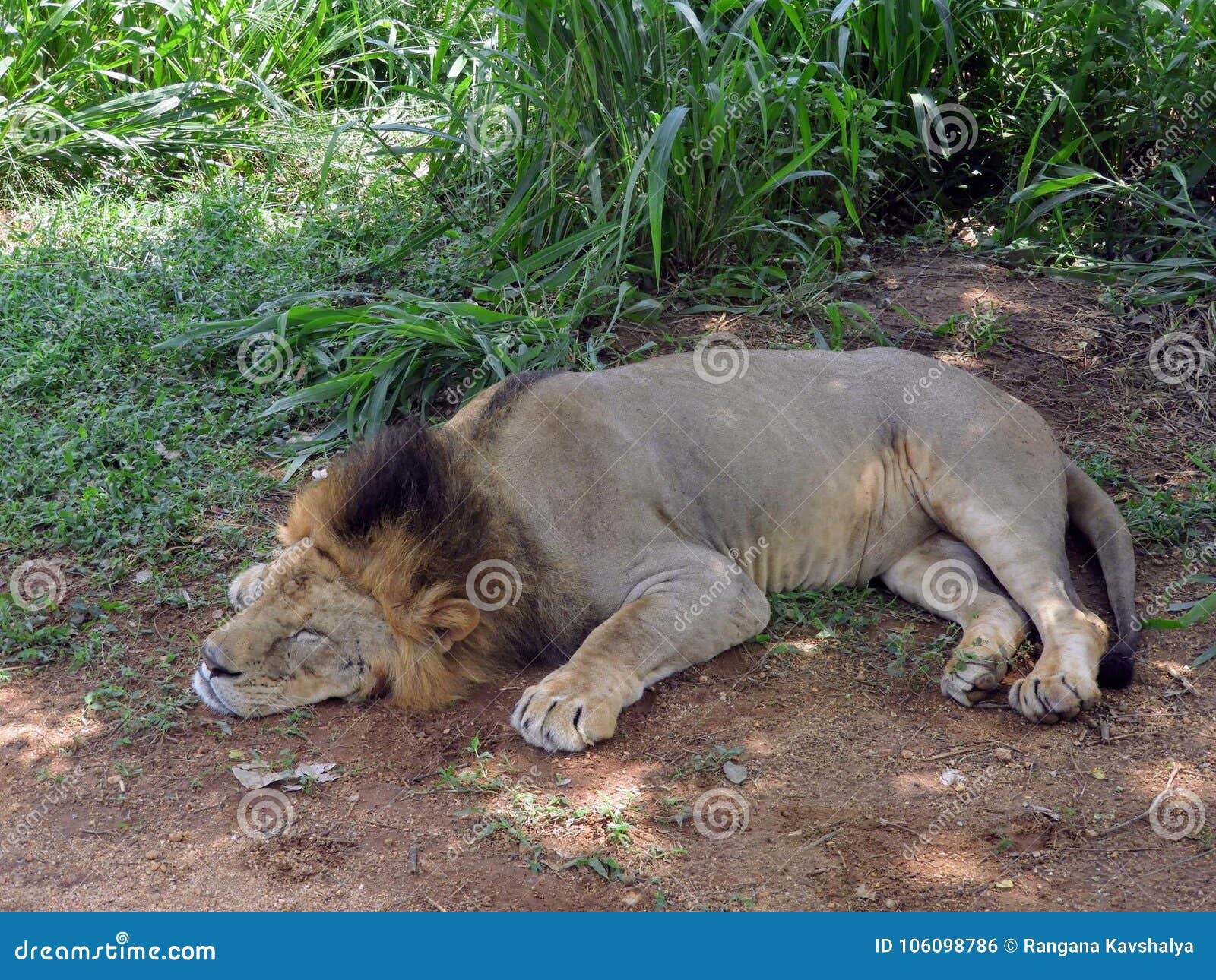 Sleeping Lion in sri lanka stock photo. Image of field - 106098786 Sleeping Lion in sri lanka stock photo. Image of field - 106098786