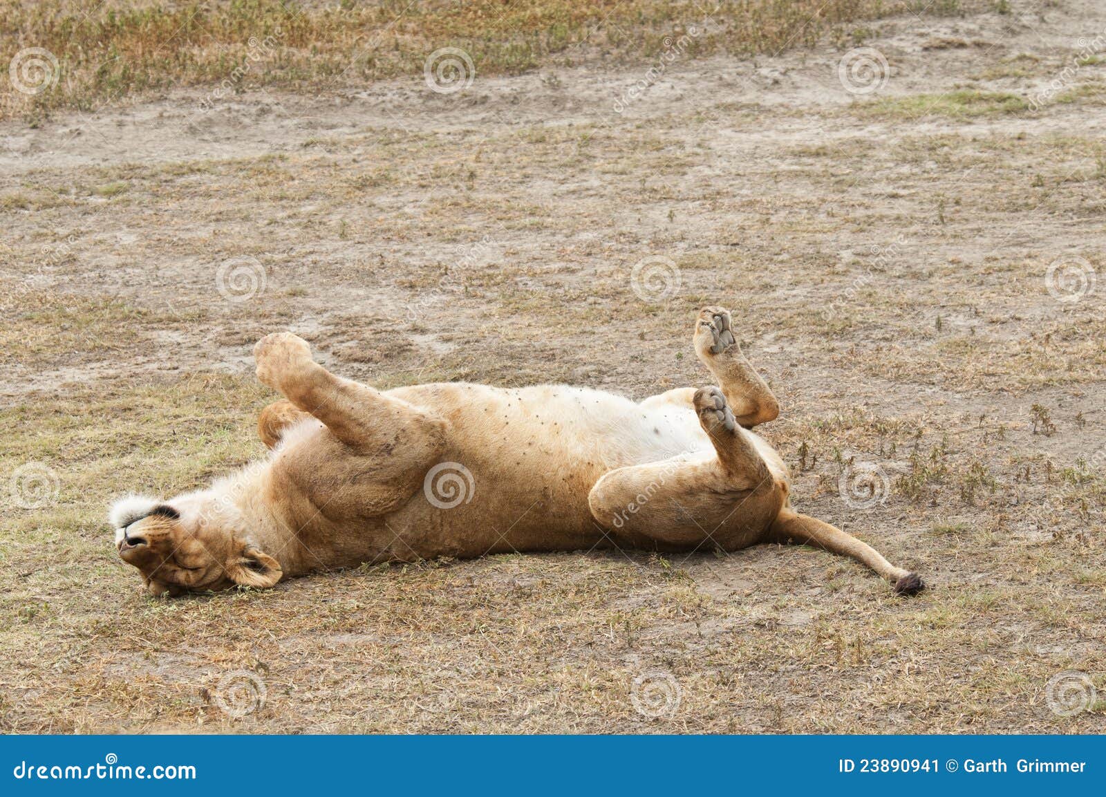 Sleeping Lioness Stock Image - Image: 23890941