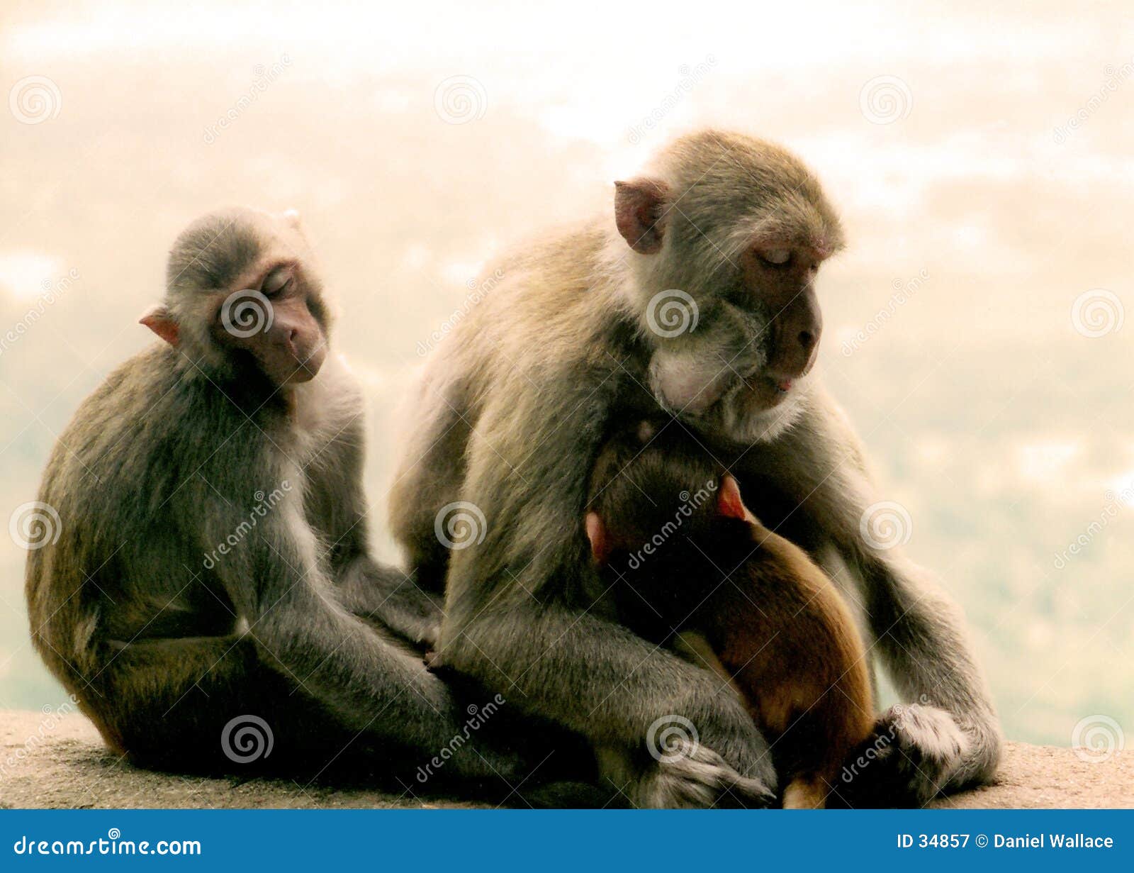 Sleeping moneys. Monkeys asleep in temple in Asia