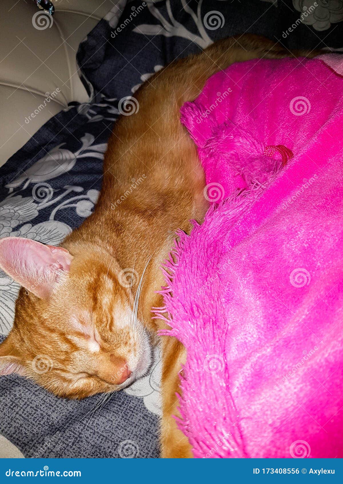 Sleeping Orange Male Cat With Pink Paws Stock Photo Image of orange