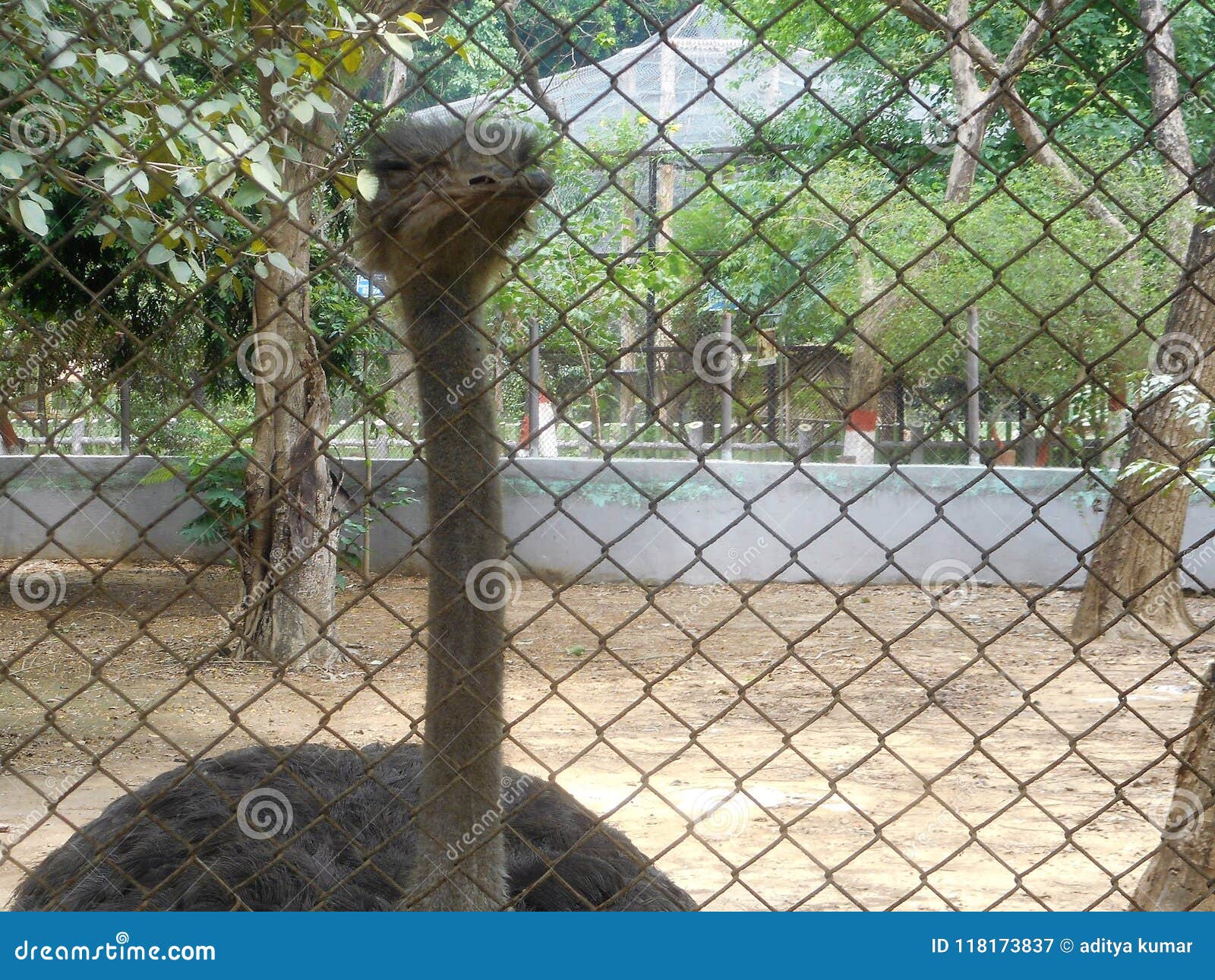 Sleeping Ostrich stock image. Image of sleeping, wallpapar 118173837