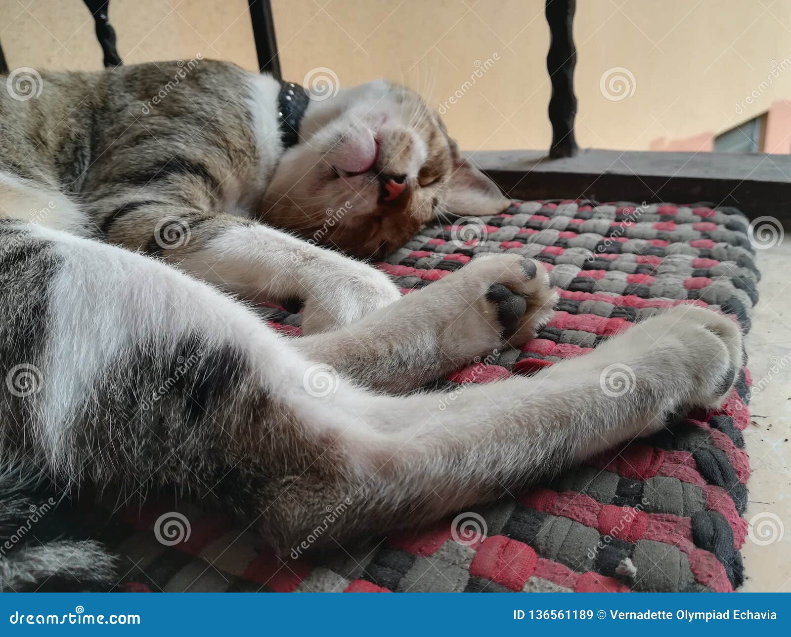 Sleeping pet cat in mat stock image. Image of lying 136561189