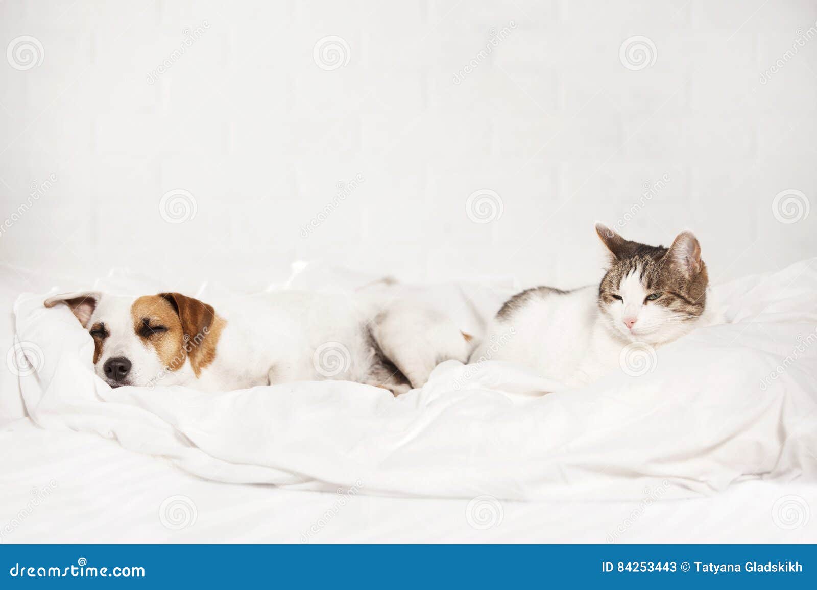 Sleeping pets on bed stock image. Image of canine, animal 84253443