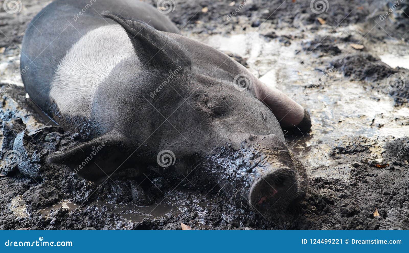 30,232 Sleeping Animals Stock Photos - Free & Royalty-Free Stock Photos  from Dreamstime