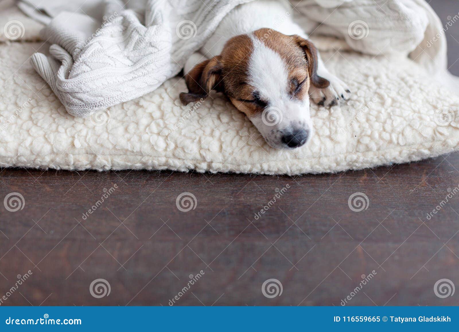 Sleeping puppy on dog bed stock image. Image of funny 116559665