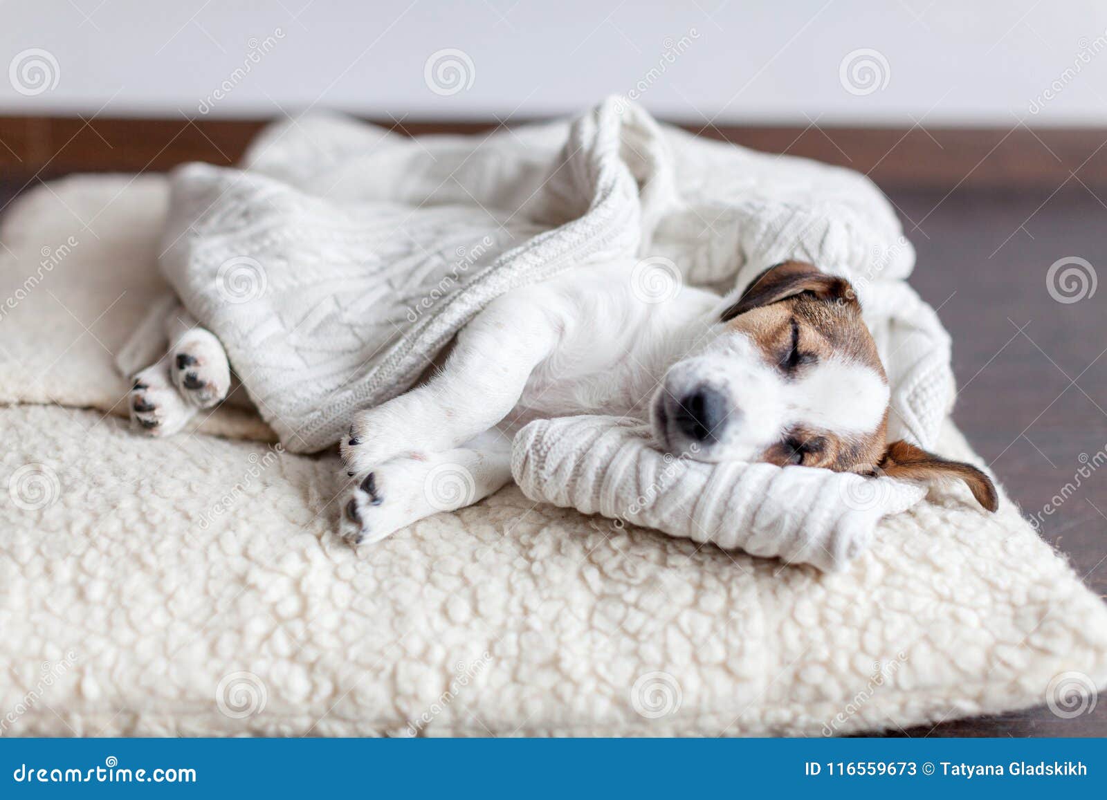 Sleeping puppy on dog bed stock image. Image of jack 116559673