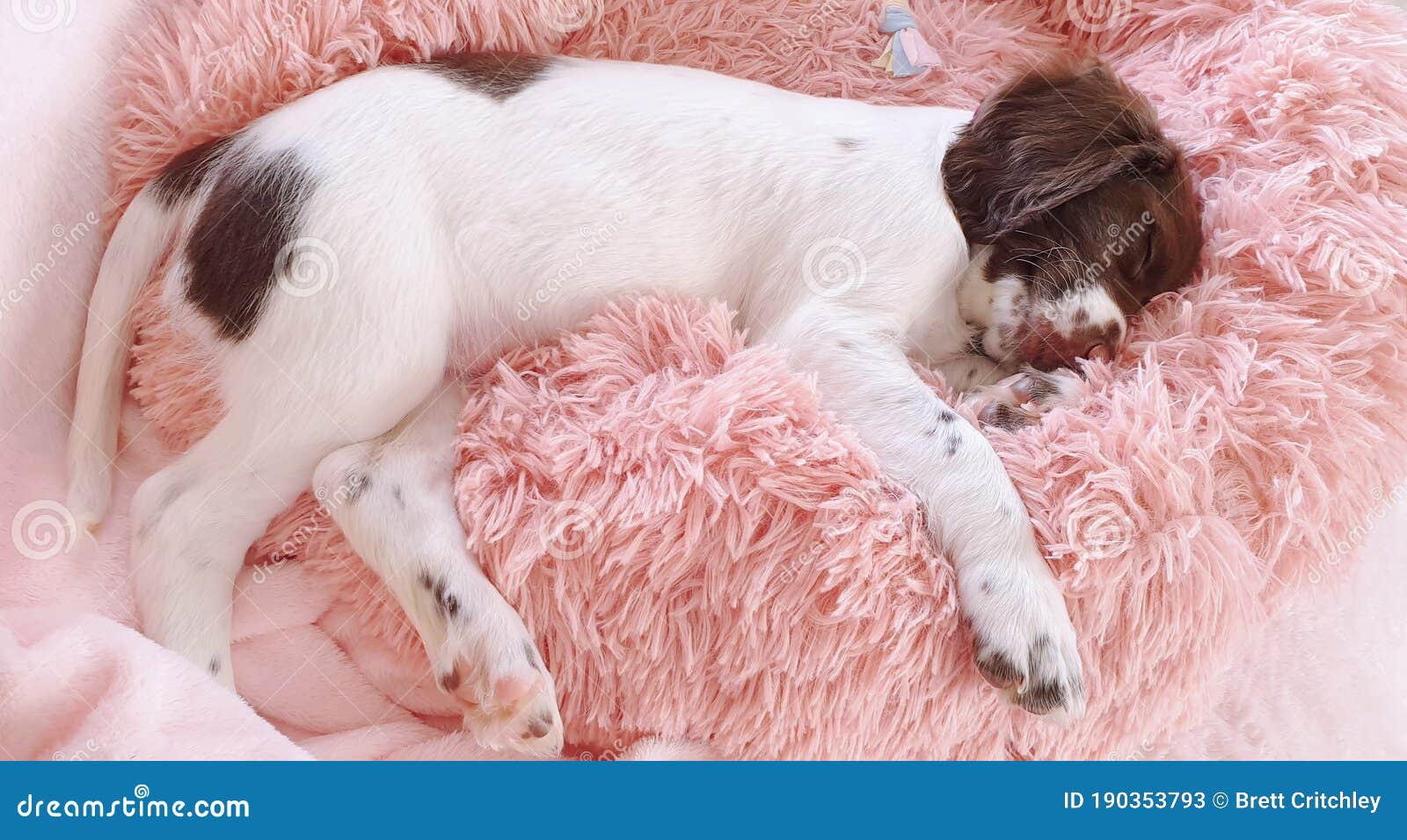 sleeping puppy dog on pink bed