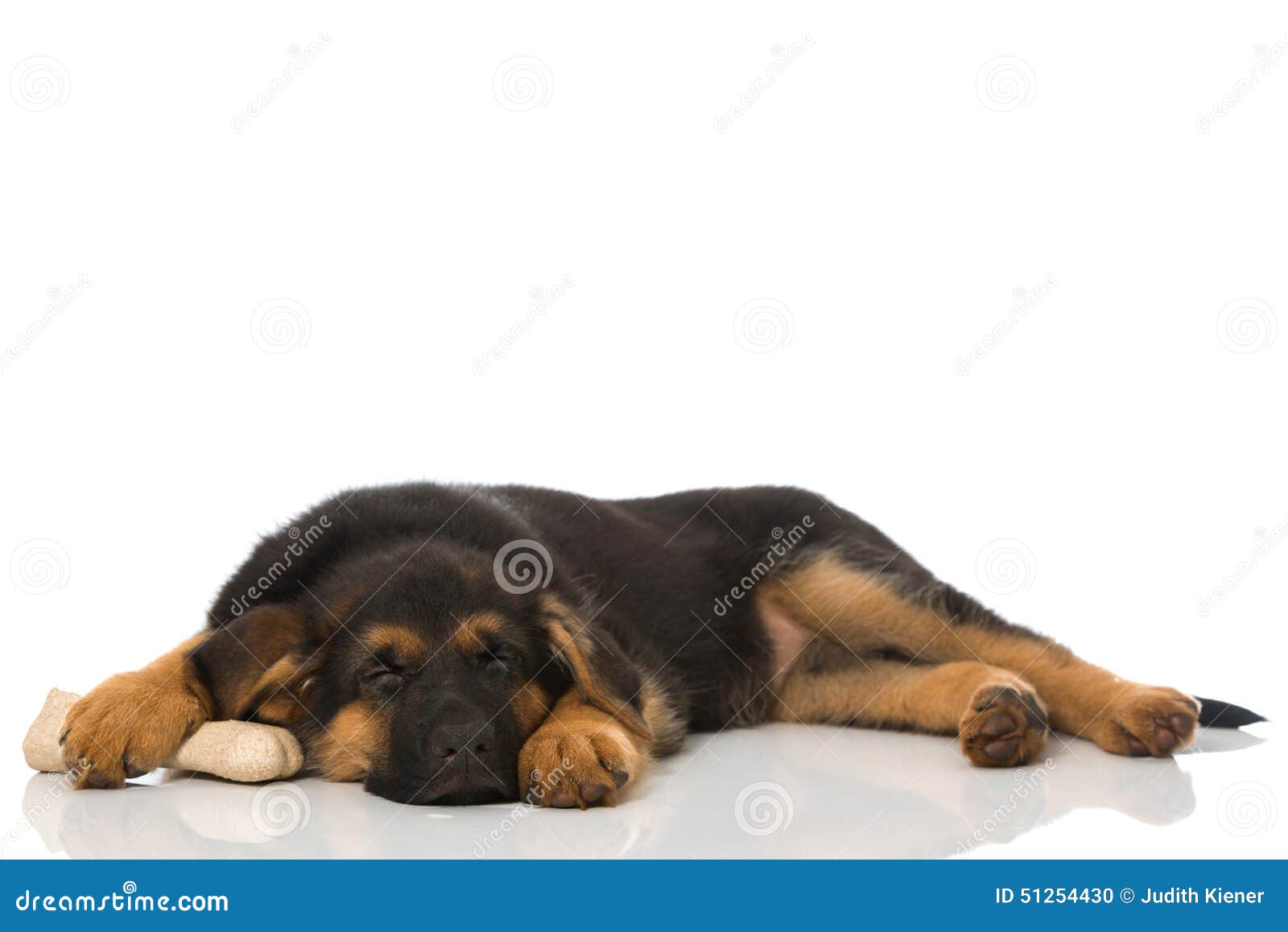 Sleeping puppy stock photo. Image of blue, breed, white 51254430