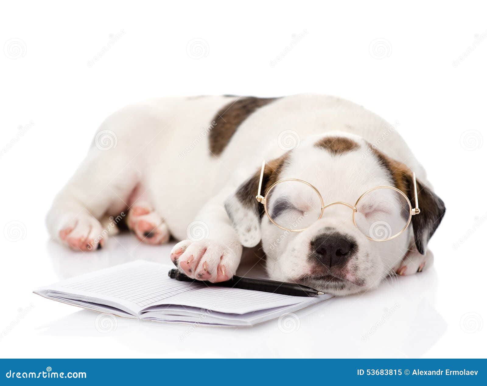Sleeping Puppy with Pen and Notebook. Isolated on White Background