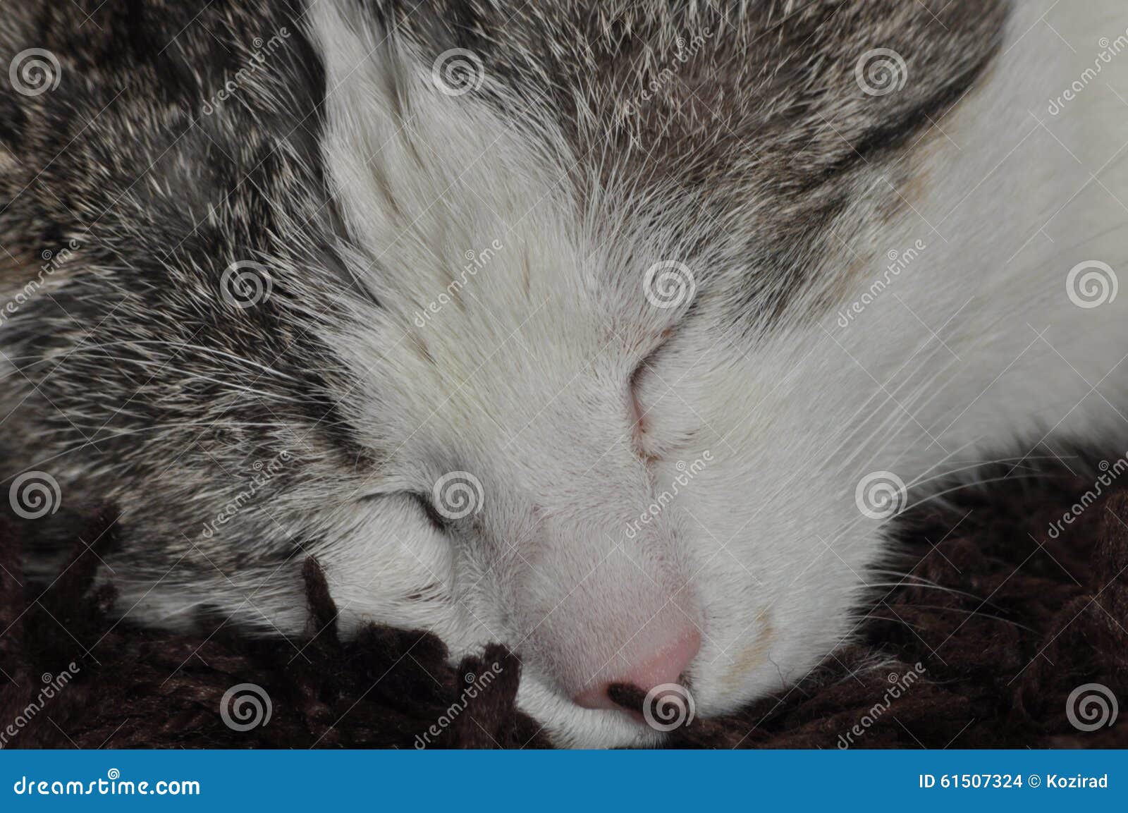 The Sleeping and Purring Cat. Pet Stock Photo Image of relax