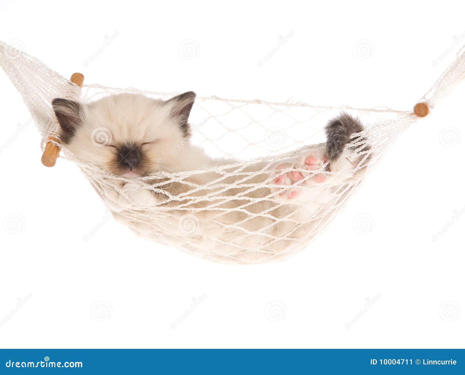 kitten hammock