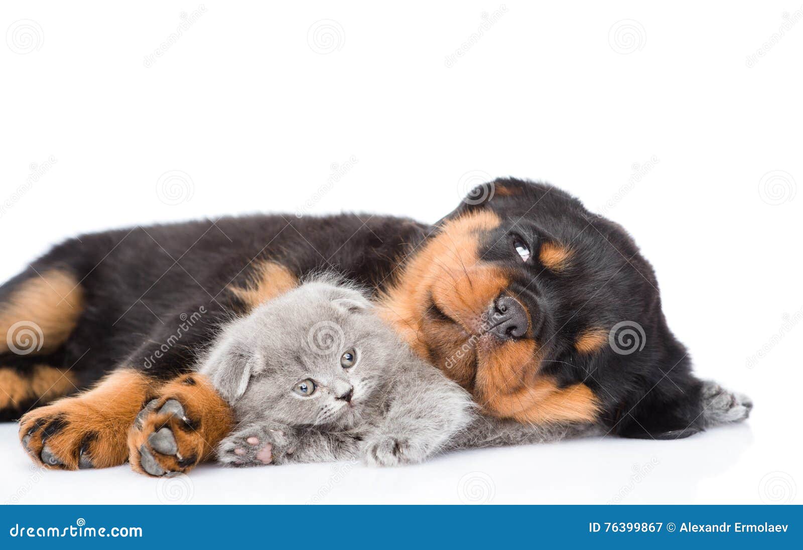 88+ Rottweiler Newborn