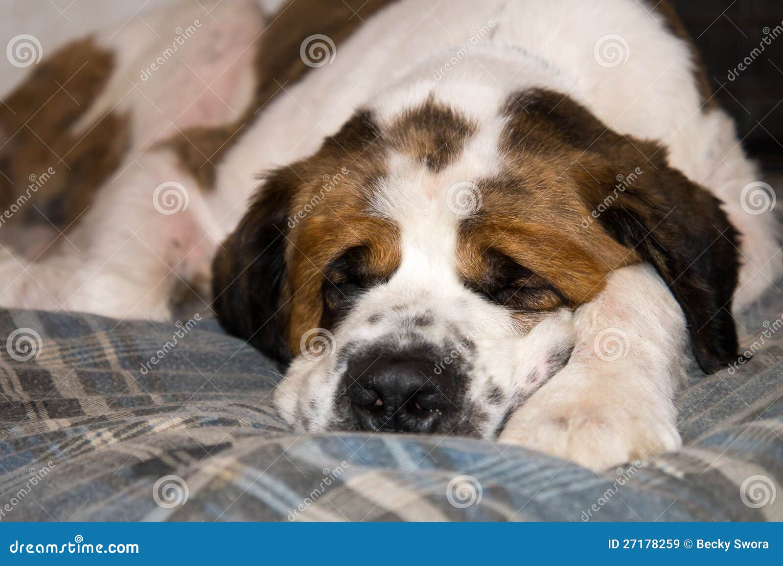 Sleeping Saint Benard Dog stock image. Image of friendly 27178259