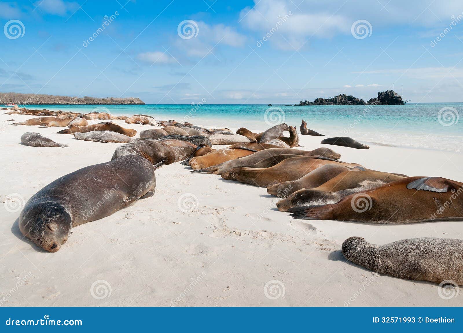 sleeping sea lions galapagos