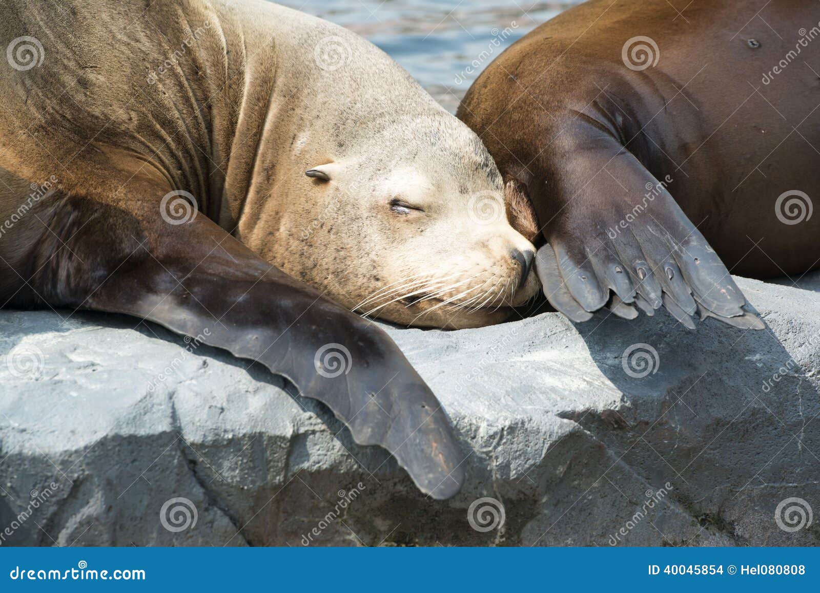 Sleeping seal stock photo. Image of together, togetherness 40045854