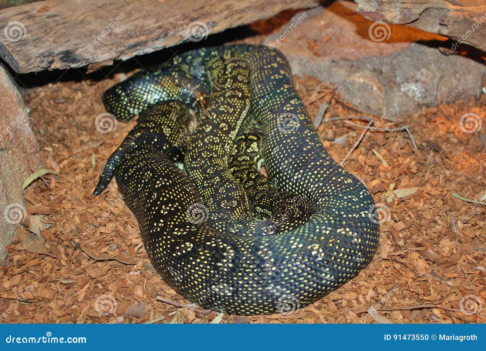 Sleeping snake stock photo. Image of pocket, oceania - 91473550