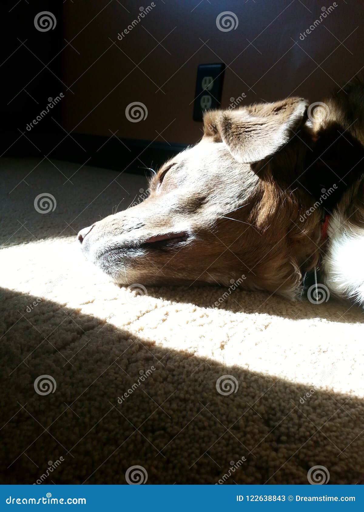 Dog Sleeping in the Sun stock image. Image of colors 122638843