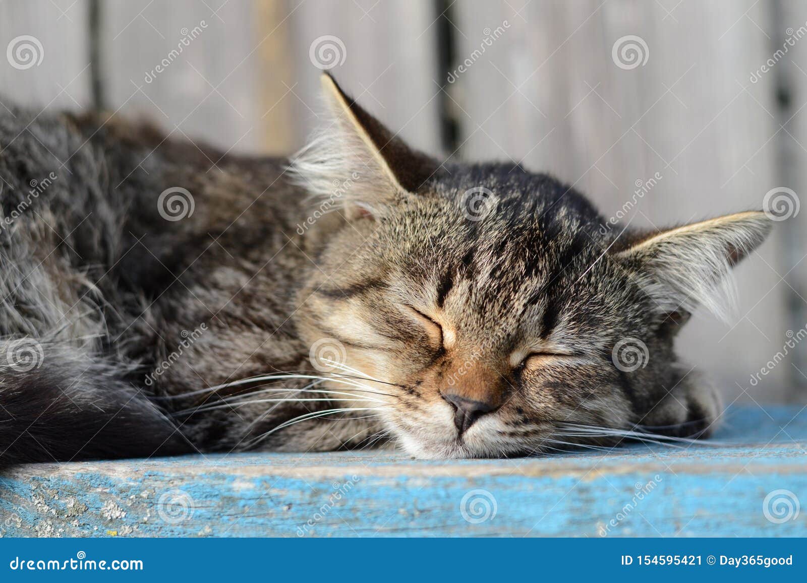 Sleeping Tabby Cat. Peaceful Deep Sleep. Rural Gray Cat Sleeping Near