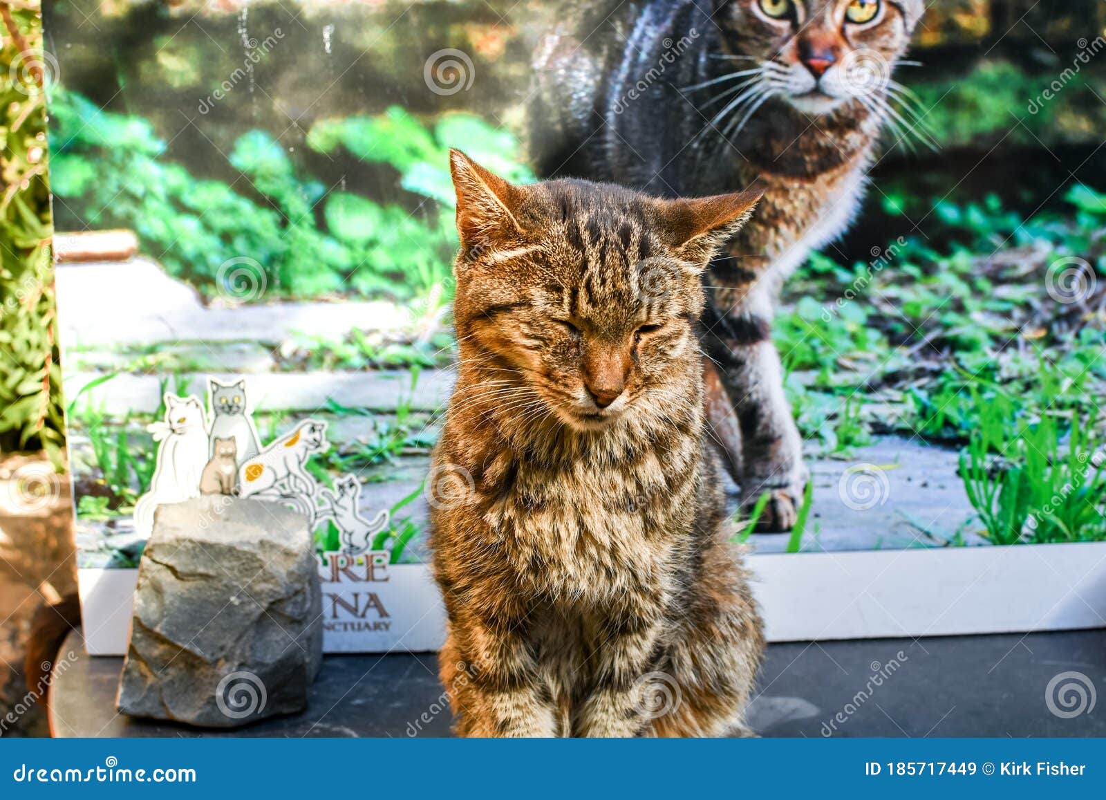 A Sleeping Tabby Cat Sits on a Welcome Table at the Torre Argentina Cat  Sanctuary in Rome Italy Editorial Stock Image - Image of charity, roman:  185717449