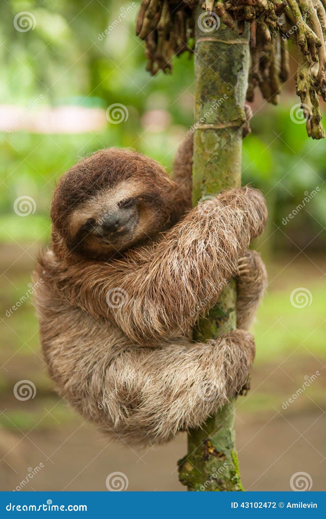 sloth sleeping in tree