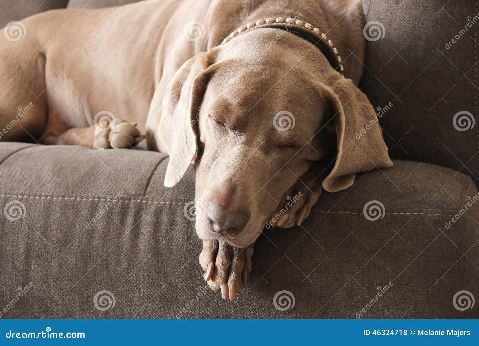 weimaraner sleeping in bed