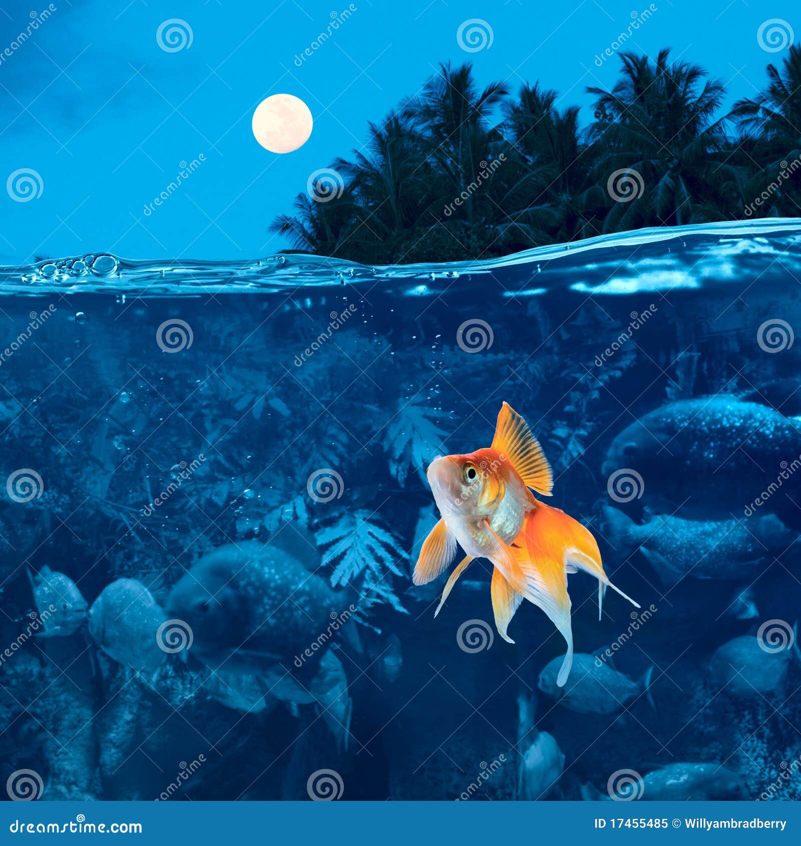 Sleepless Night for a Little Fish at  River Stock Image - Image of  surface, danger: 17455485