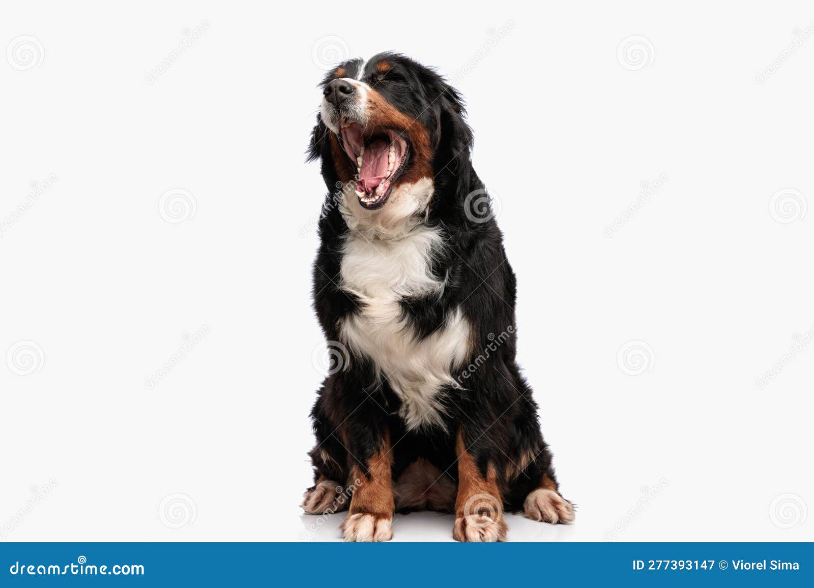 sleepy berna shephed dog opening mouth and yawning