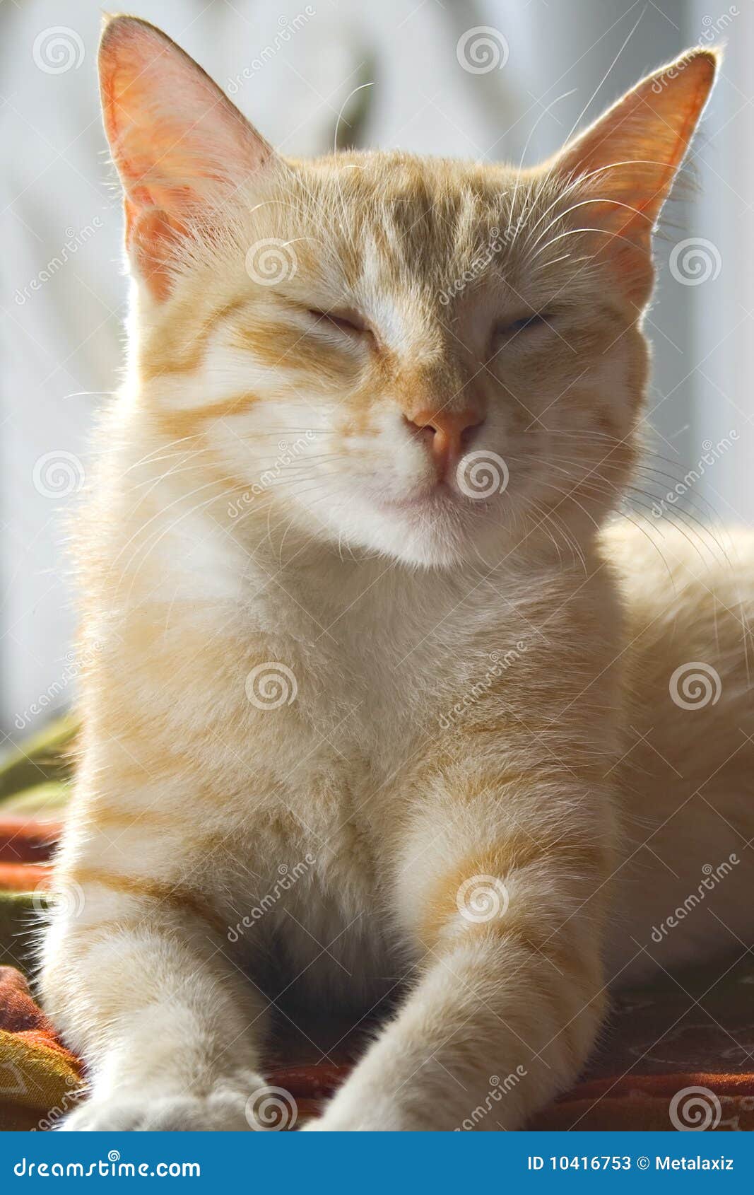 Sleepy Cat stock image. Image of domestic, sleepy, animal - 10416753