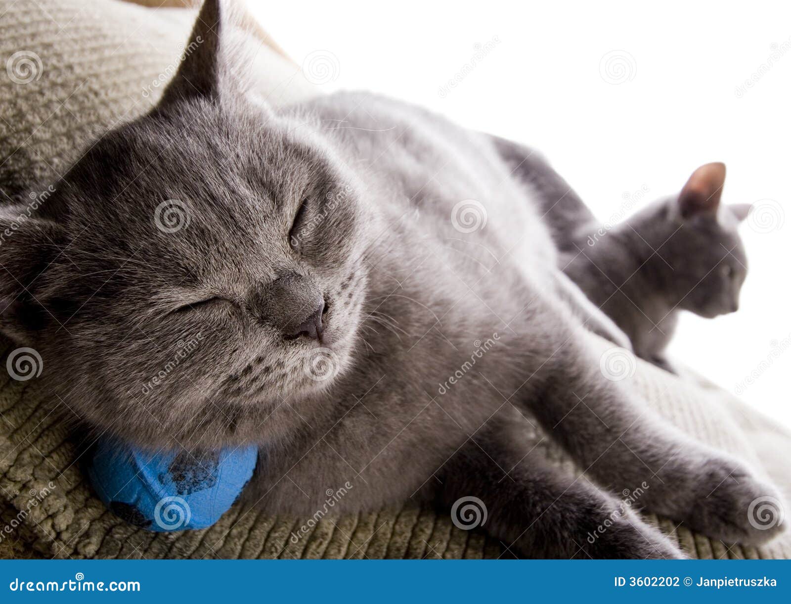Sleepy cat stock photo. Image of animal, felis, beautiful - 3602202