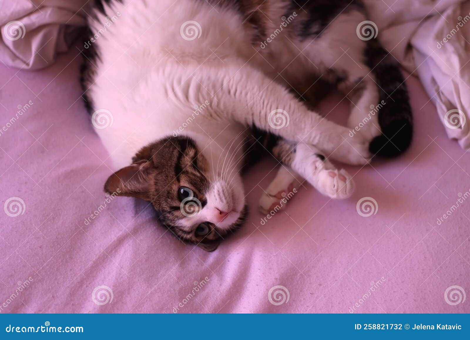 Sleepy Cat stock photo. Image of cozy, hygge, pretty 258821732