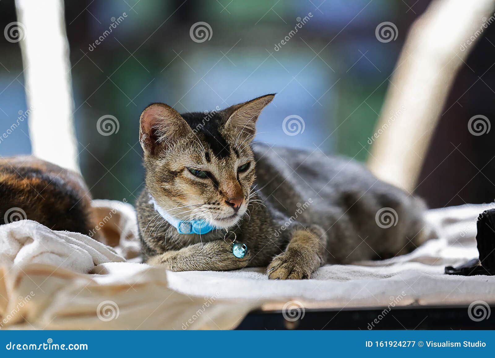 A Sleepy Cat on a Mattress with Motion Blur Stock Image Image of full