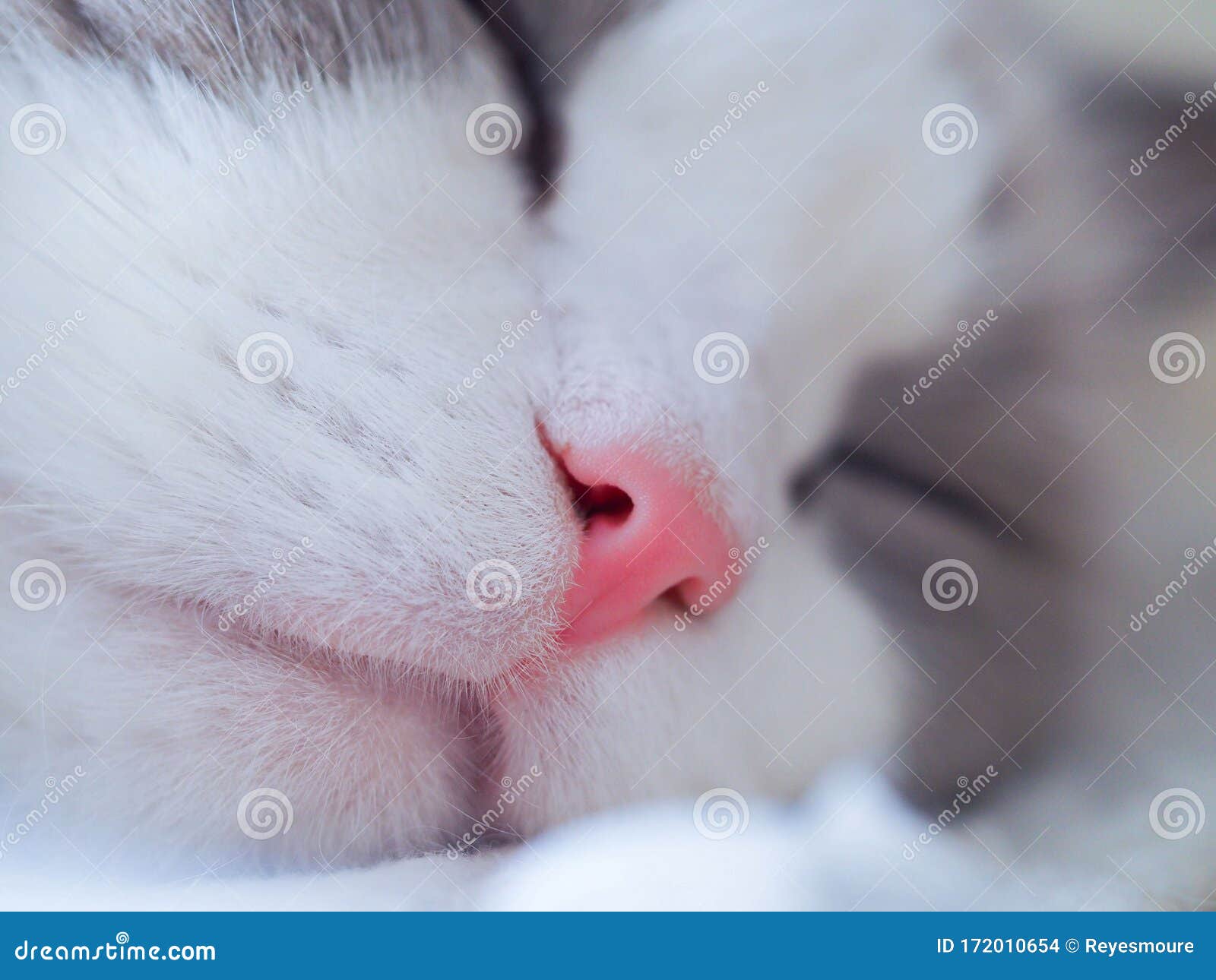 sleepy cat with pink nose.