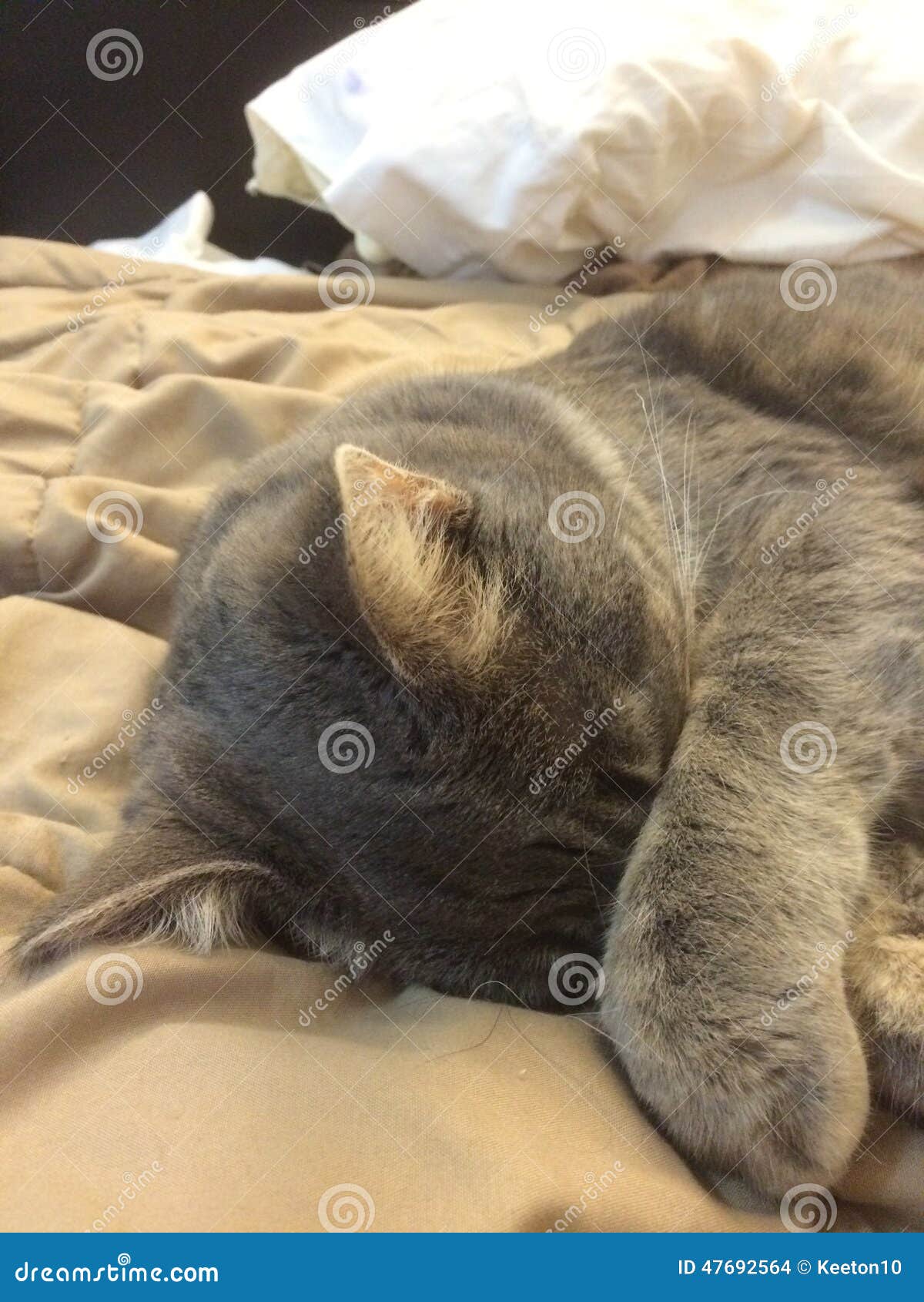 Sleepy cat stock photo. Image of sleep, claw, snout, whiskers 47692564