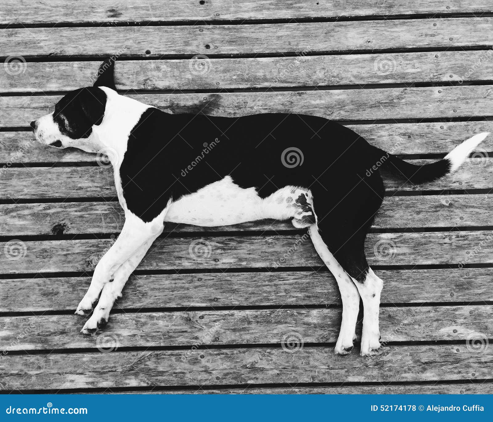 Sleepy dog stock photo. Image of taking, tigre, black 52174178