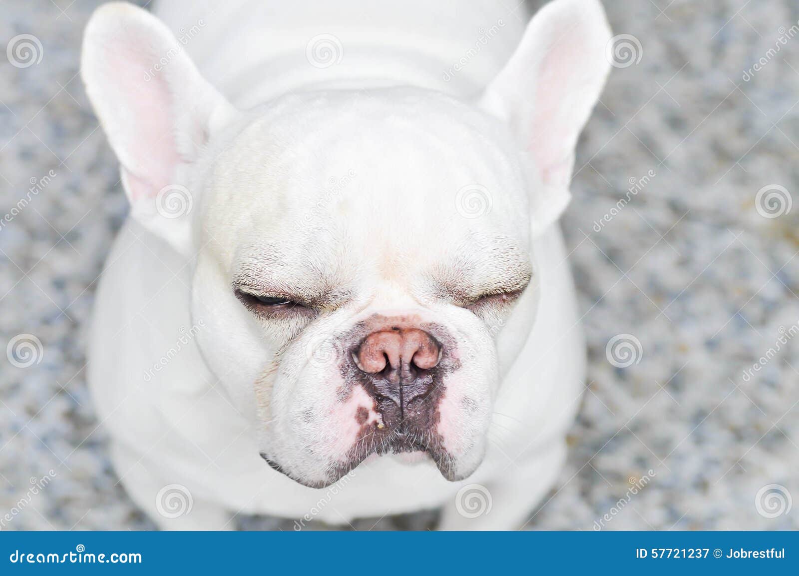 Sleepy French bulldog stock image. Image of funny, tired - 57721237