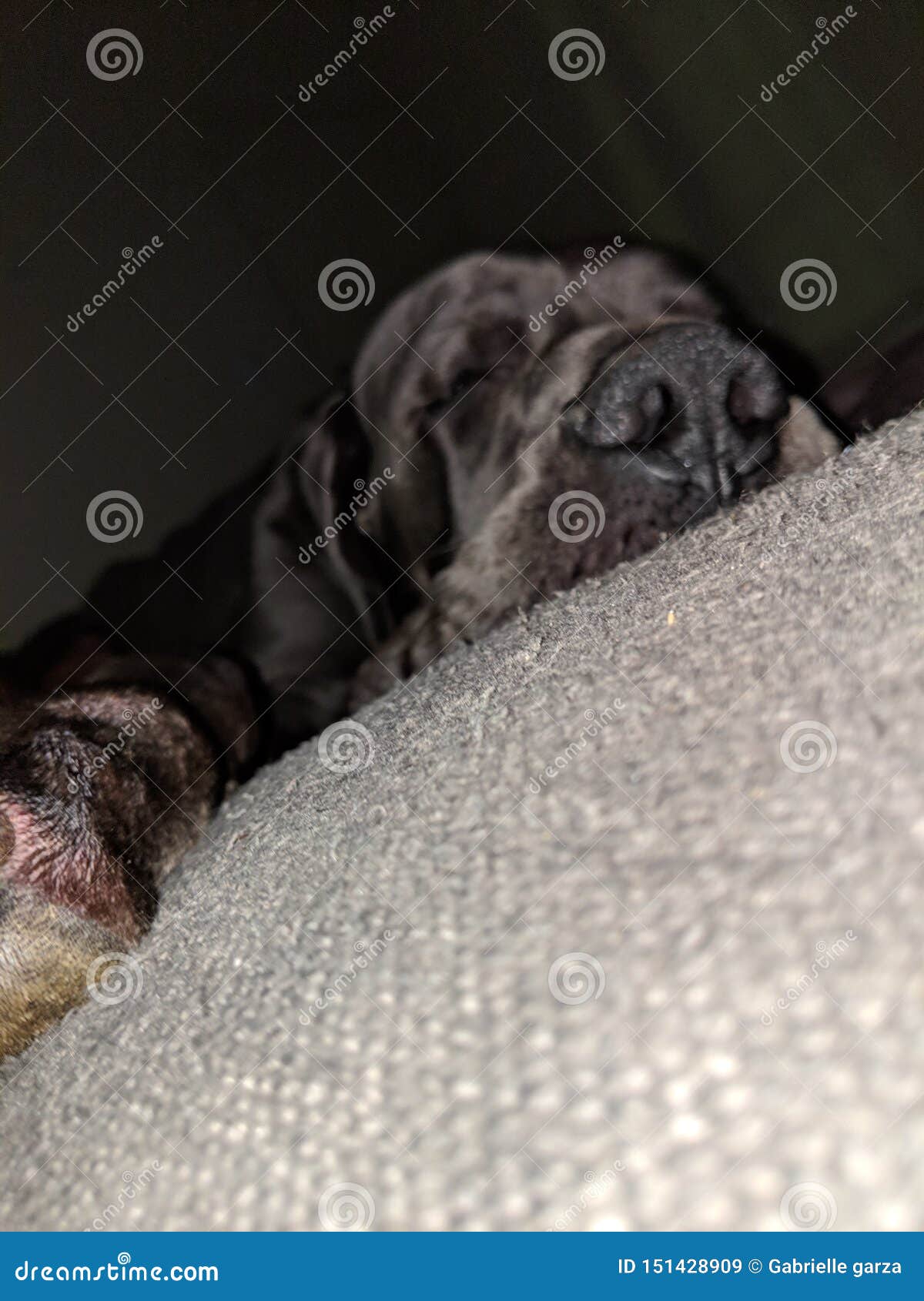 the sleepy greatdane