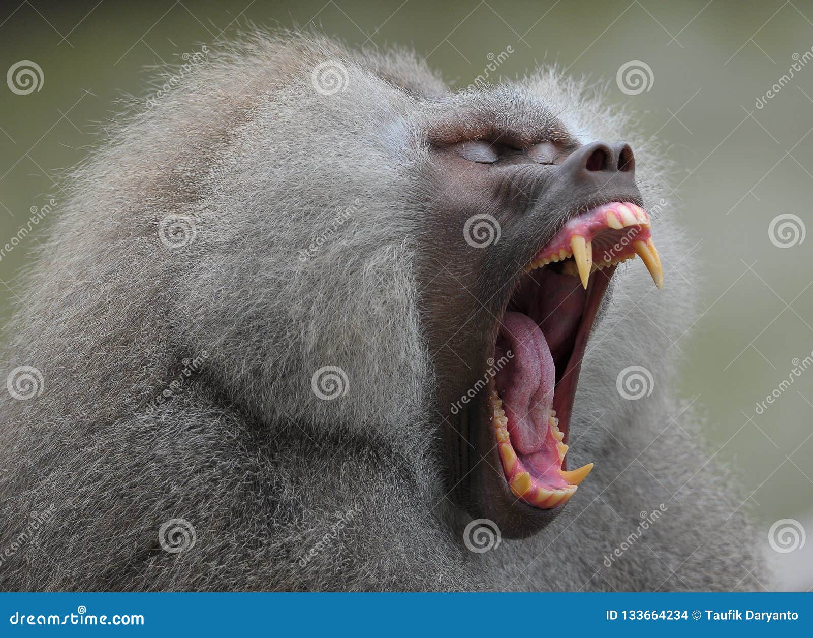 a sleepy greyish baboon yawning