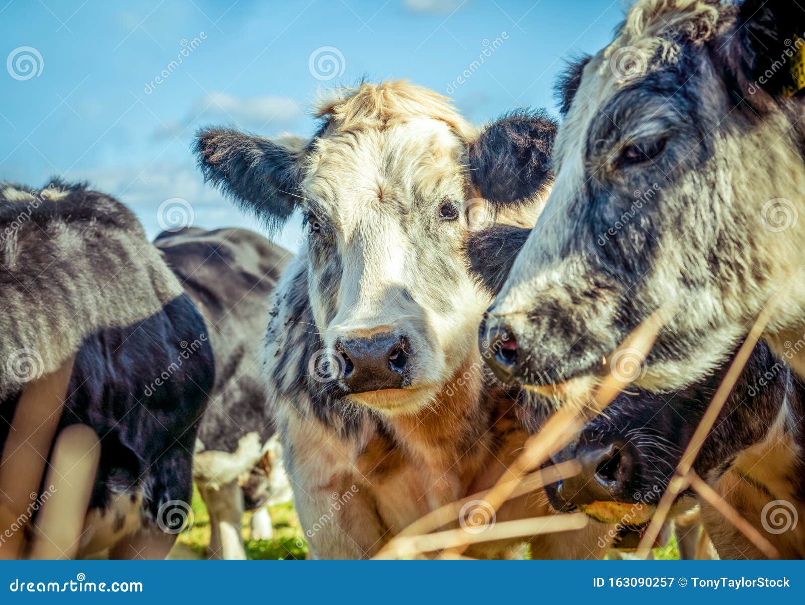 Sleepy Looking Shaggy Cow Huddled Together Stock Image - Image of ...